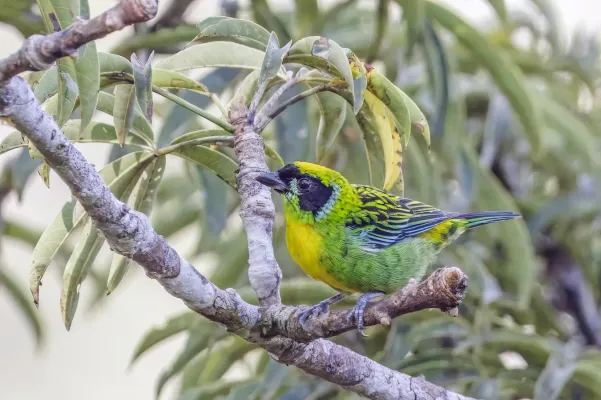 File:Green-and-gold tanager (Tangara schrankii schrankii) Rio Napo.jpg