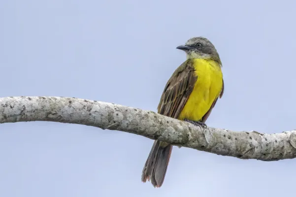 File:Grey-capped flycatcher (Myiozetetes granadensis obscurior) Rio Napo 2.jpg
