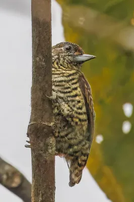 File:Lafresanaye's piculet (Picumnus lafresnayi lafresneyi) Sumaco.jpg