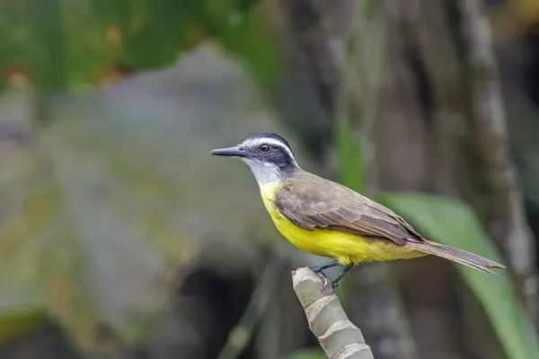 File:Lesser kiskadee (Philohydor lictor lictor) Rio Napo.jpg