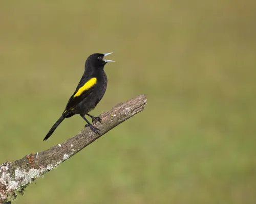 File:Cacicus chrysopterus por Luiz Alves (02).jpg