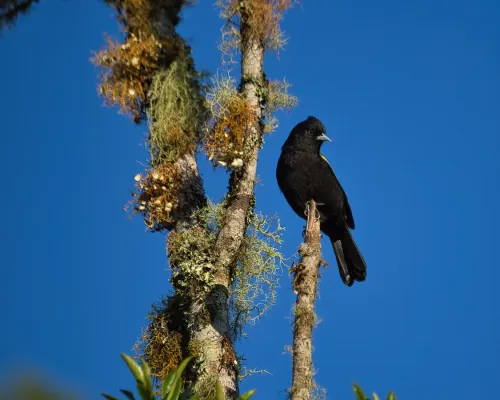 File:Cacicus chrysopterus por Luiz Alves (01).jpg