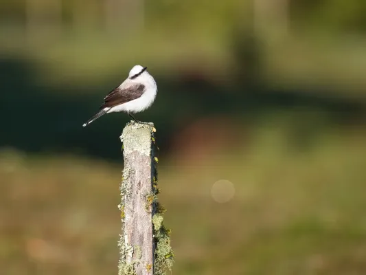 File:Fluvicola nengeta por Luiz Alves (01).jpg