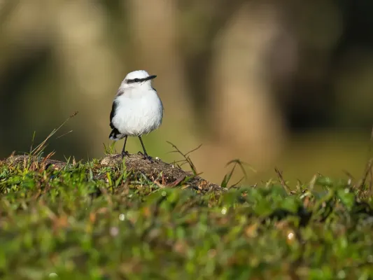 File:Fluvicola nengeta por Luiz Alves (02).jpg