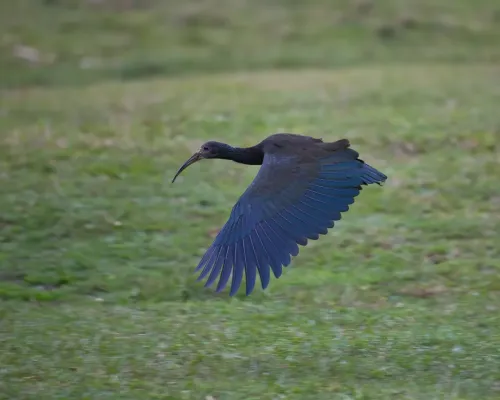 File:Mesembrinibis cayennensis por Luiz Alves (01).jpg