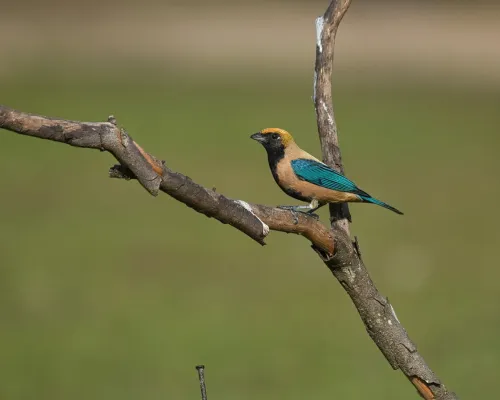 File:Stilpnia cayana por Luiz Alves (02).jpg
