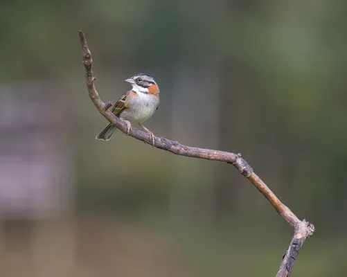 File:Zonotrichia capensis por Luiz ALves (01).jpg