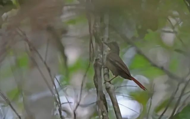File:Automolus paraensis - Avistamento em Paragominas.jpg
