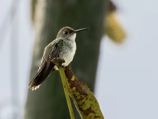 File:Talaphorus chlorocercus Olive-spotted Hummingbird; Ilha Marchantaria, Iranduba, Amazonas.jpg