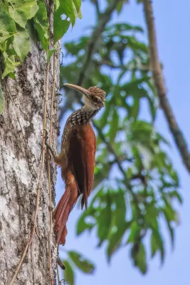 File:Long-billed woodcreeper (Nasica longirostris) Rio Napo.jpg