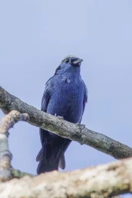 File:Opal-crowned tanager (Tangara callophrys) Rio Napo.jpg