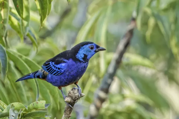 File:Opal-rumped tanager (Tangara velia iridina) Rio Napo.jpg