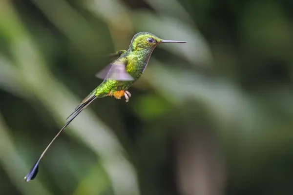 File:Peruvian racket-tail (Ocreatus peruanus) male in flight Sumaco.jpg
