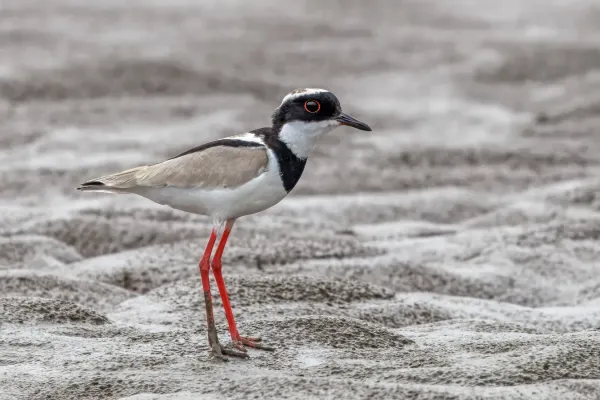 File:Pied plover (Hoploxypterus cayanus) Rio Napo.jpg