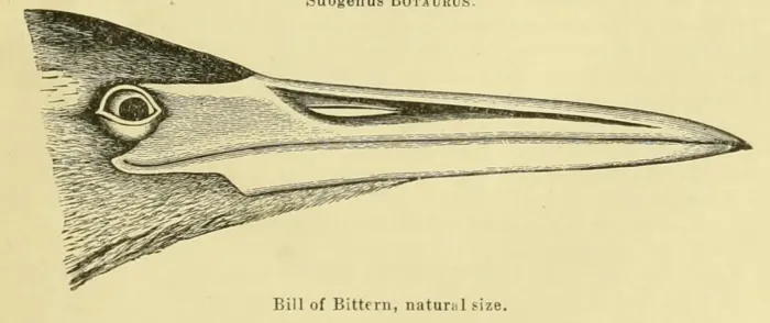 File:Botaurus lentiginosus 1891.jpg