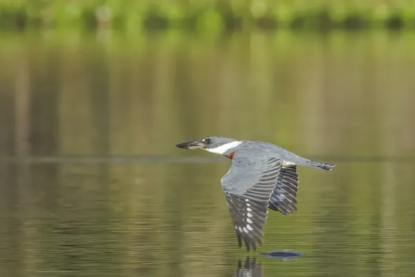 File:Ringed kingfisher (Megaceryle torquata) male in flight Rio Napo.jpg