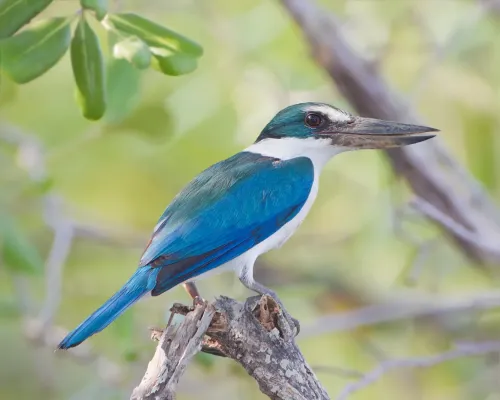 File:Todiramphus chloris 2 - Laem Phak Bia.jpg
