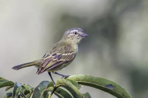 File:Slender-footed tyrranulet (Zimmerius gracilipes gracilipes) Rio Napo 2.jpg