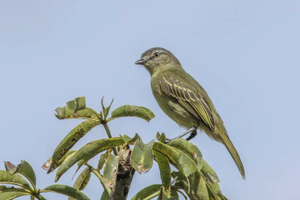 File:Slender-footed tyrranulet (Zimmerius gracilipes gracilipes) Rio Napo 3.jpg