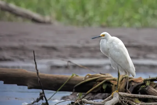 File:Snowy egret (Egretta thula thula) Rio Napo.jpg