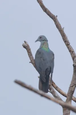 File:Columba malherbii 469103902.jpg