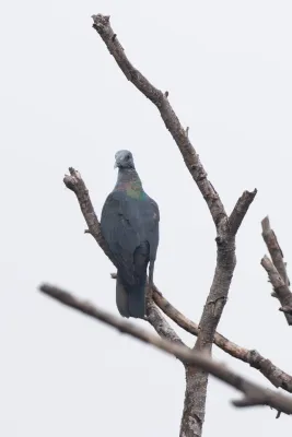 File:Columba malherbii 469103901.jpg