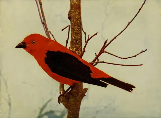 File:Piranga olivacea 1905.jpg