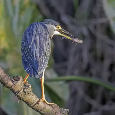 File:Striated heron (Butorides striata) with fish Rio Napo 2.jpg