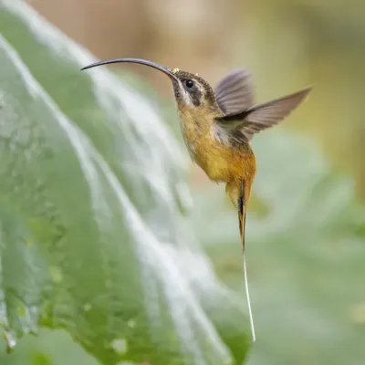 File:Tawny-bellied hermit (Phaethornis syrmatophorus) in flight San Isidro.jpg