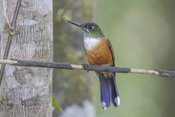 File:Violet-tailed sylph (Aglaiocercus coelestis coelestis) female Paz de las Aves.jpg