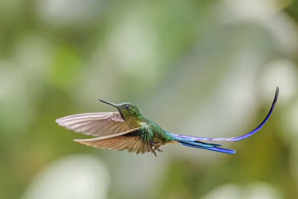 File:Violet-tailed sylph (Aglaiocercus coelestis coelestis) male in flight Paz de las Aves.jpg