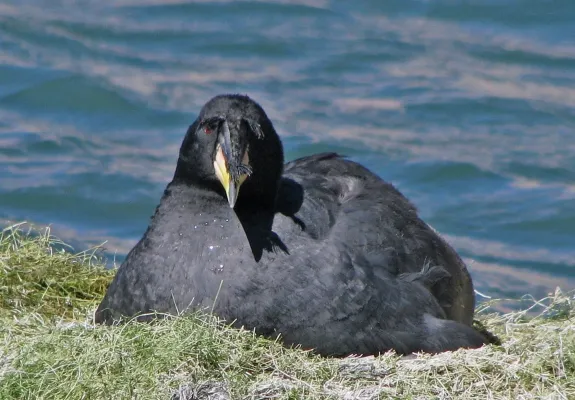 File:Fulica cornuta 258292530.jpg