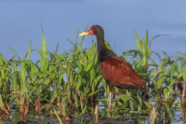 File:Wattled jacana (Jacana jacana intermedia) Rio Napo.jpg