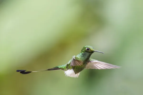 File:White-booted racket-tail (Ocreatus underwoodii melanantherus) male in flight Paz de las Aves 2.jpg