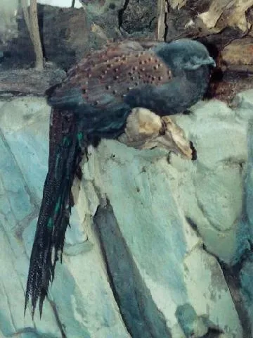 File:BxZ Polyplectron inopinatum 00.jpg