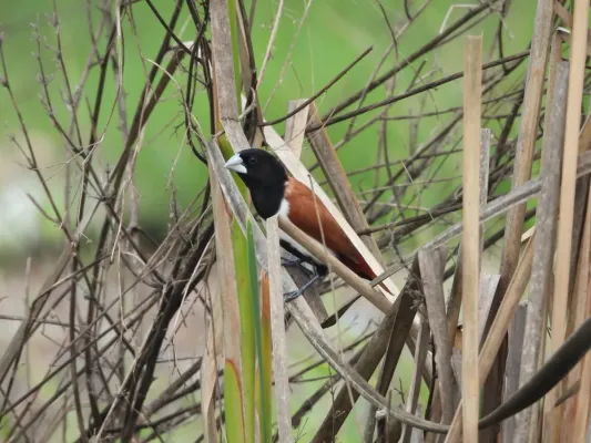 File:Tricolored Munia Lonchura malacca DSCN3481 (11).jpg