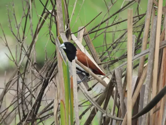 File:Tricolored Munia Lonchura malacca DSCN3481 (14).jpg