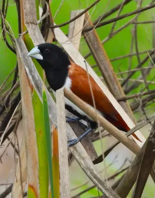 File:Tricolored Munia Lonchura malacca DSCN3482 (1).jpg