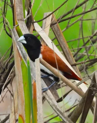 File:Tricolored Munia Lonchura malacca DSCN3482 (2).jpg