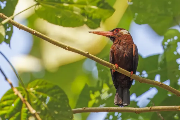 File:White-eared jacamar (Galbalcyrhynchus leucotis) Rio Napo.jpg