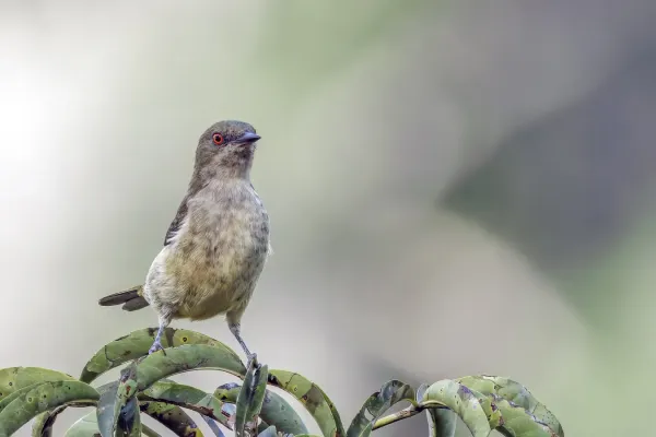 File:Yellow-bellied dacnis (Dacnis flaviventer) female Rio Napo.jpg