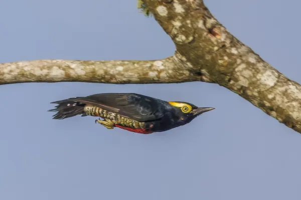 File:Yellow-tufted woodpecker (Melanerpes cruentatus) female in flight Sumaco.jpg