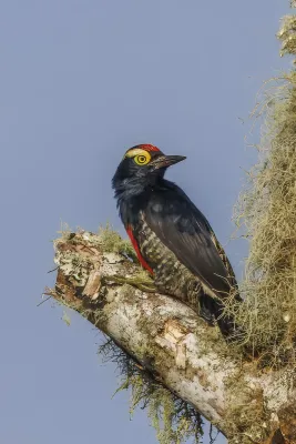File:Yellow-tufted woodpecker (Melanerpes cruentatus) male Sumaco.jpg