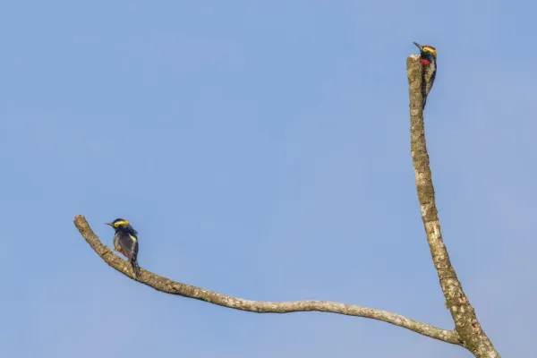 File:Yellow-tufted woodpeckers (Melanerpes cruentatus) female (left) with male Sumaco.jpg