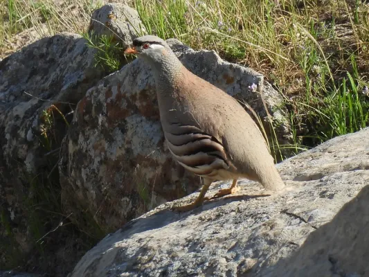 File:Пустынная куропатка - See-see Partridge (Ammoperdix griseogularis).jpg