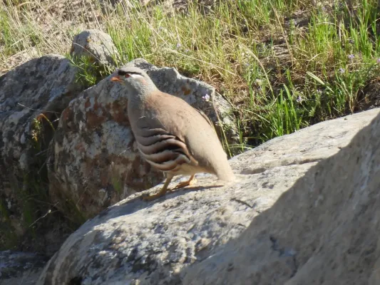 File:Пустынная куропатка - See-see Partridge (Ammoperdix griseogularis) 1.jpg