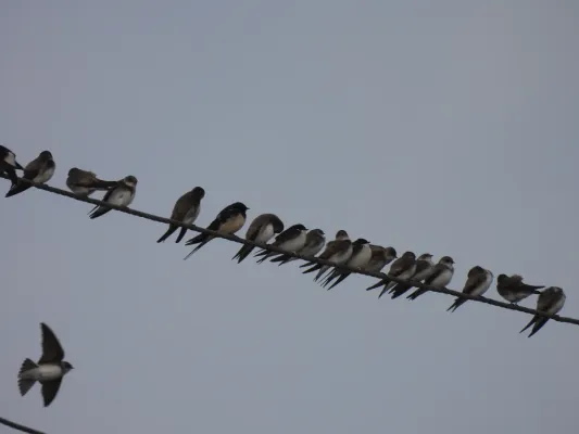 File:Pale Martin (Riparia diluta).jpg