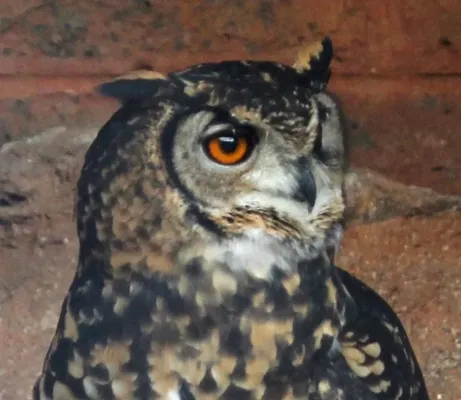 File:Bubo capensis capensis, kop, Pretoria-dieretuin.jpg