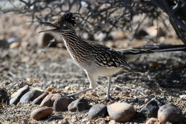 File:2025-02-02 03 Greater roadrunner (Geococcyx californianus) - AZ USA.jpg
