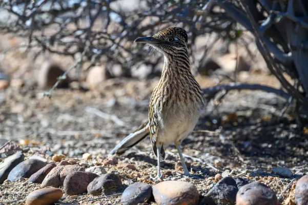 File:2025-02-02 02 Greater roadrunner (Geococcyx californianus) - AZ USA.jpg